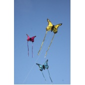 1164_1163_65_bella_butterfly