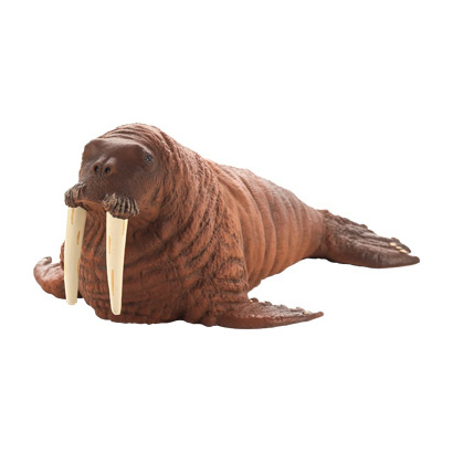387209_walrus