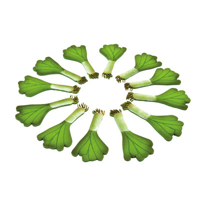 9856_porree_12_stk_a